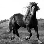 Equine Chiropractic
